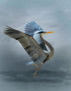 Krystina Wisniowska - The Great Blue Heron