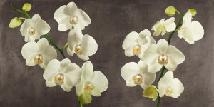 Andrea Antinori - Orchids on Grey Background