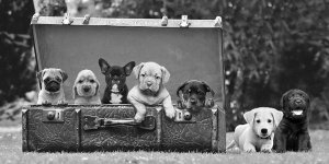 Pangea Images - Dog Pups in a Suitcase