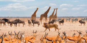Pangea Images - Sovereign passing by (Masai Mara)