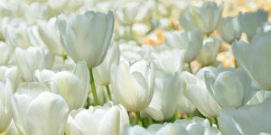 Luca Villa - Field of White Tulips