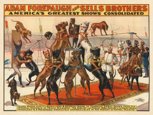 Strobridge Litho. Co. - Adam Forepaugh and Sells Brothers Circus: Colonel Magnus Schult's Great Danes, ca. 1898