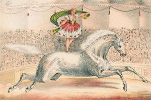Gibson & Co. - Circus performer standing on the back of a horse, ca. 1873