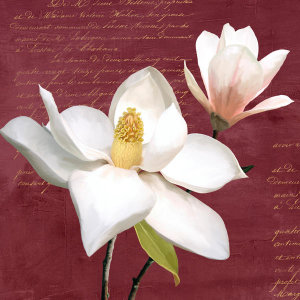 Luca Villa - Burgundy Magnolia I