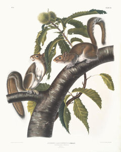 John James Audubon - Sciurus Carolinensis, Carolina Grey Squirrel
