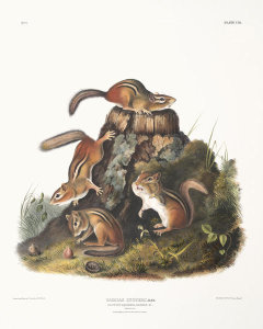 John James Audubon - Tamias Lysterii, Chipping Squirrel, Hackee, &c.