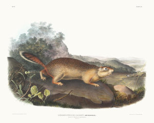 John James Audubon - Spermophilus Parryi, Parry's Marmot Squirrel