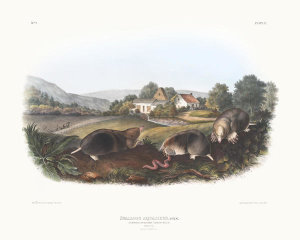 John James Audubon - Scallops aquaticus, Common American Shrew Mole