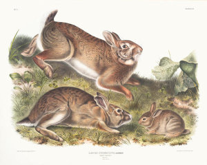 John James Audubon - Lepus Sylvaticus, Grey Rabbit