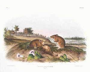John James Audubon - Arvicola hispidus, Cotton Rat