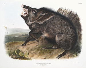 John James Audubon - Dycoteles torquatus, Collared Peccary.  Male.