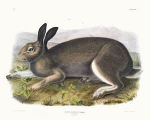 John James Audubon - Lepus glacialis, Polar Hare