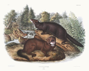 John James Audubon - Putorius vison, Mink