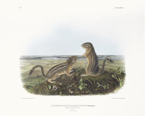 John James Audubon - Spermophilus tridecemlineatus, Leopard Ground Squirrel