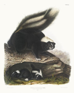 John James Audubon - Mephitis Americana, Common American Skunk. Female
