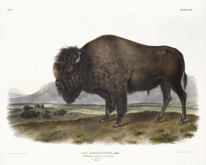 John James Audubon - Bos Americanus, American Bison, or Buffalo
