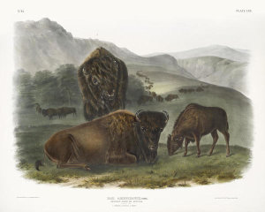 John James Audubon - Bos Americanus, American Bison. 1. Female, 2. Young, 3. Male,  ca. 1845