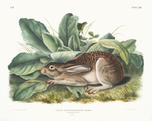 John James Audubon - Lepus negricaudatus, Black-tailed Hare. Male