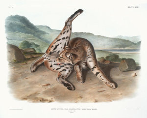 John James Audubon - Lynx rufus, var. maculatus, Texan Lynx, ca