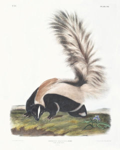 John Woodhouse Audubon - Mephitis macroura, Large-tailed Skunk. Male