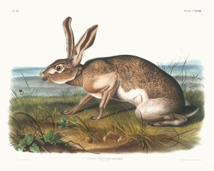 John Woodhouse Audubon - Lepus Texianus, Texian Hare. Male