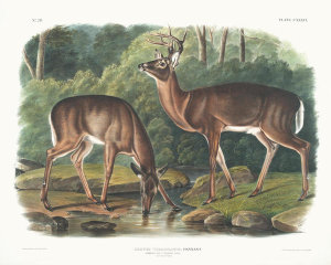 John Woodhouse Audubon - Cervus Virginianus, Common or Virginian Deer