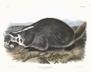 John James Audubon - Meles Labradoria, American Badger