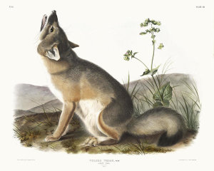 John James Audubon - Vulpes velox, Swift Fox