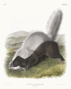 John James Audubon - Mephitis mesoleuca, Texan Skunk