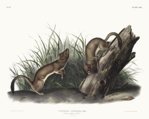 John James Audubon - Puttorius ermninea, White Weasel, Stoat