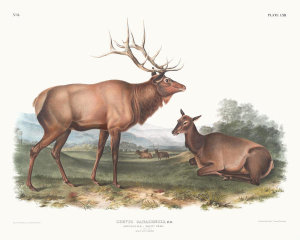 John James Audubon - Cervus Canadensis, American Elk, Wapiti Deer