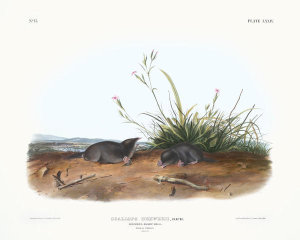 John James Audubon - Scallops Brewerii, Brewer's Shrew Mole