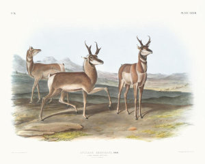 John James Audubon - Antilope Americana, Prong-horned Antelope