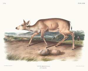 John James Audubon - Shot by a hunter: Cervus macrotis, Black-tailed Deer and hunter
