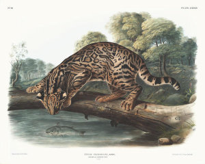 John James Audubon - Felis Pardalis, Ocelot