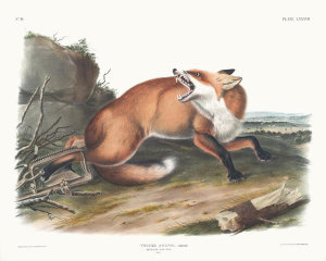 John James Audubon - Caught in a trap: Vulpes Fulvus, American Red-Fox