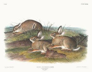 John James Audubon - Lepus Artemesia, Wormwood Hare