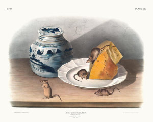 John James Audubon - Mus-musculus, Common Mouse