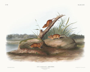 John Woodhouse Audubon - Mus aureolus, Orange colored Mouse