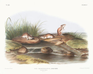 John Woodhouse Audubon - Mus missouriensis, Missouri Mouse