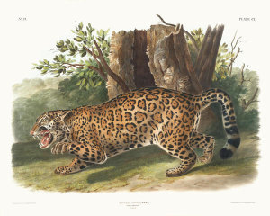 John James Audubon - Felis onca, The Jaguar