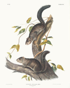 John Woodhouse Audubon - Sciurus colliaei, Collies Squirrel