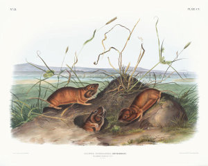 John Woodhouse Audubon - Geomys douglassii, Columbia Pouched Rat
