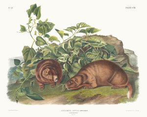 John Woodhouse Audubon - Arctomys Lewisii, Lewi's Marmot