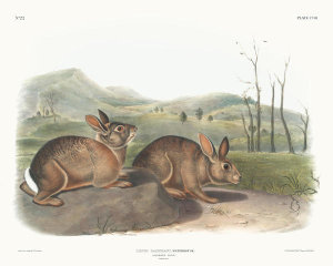 John James Audubon - Lepus Bachmani, Bachman's Hare