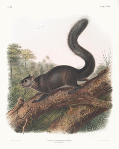 John Woodhouse Audubon - Sciurus nigrenscens, Dusky Sqiurrel