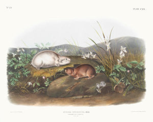 John Woodhouse Audubon - Myodes Hudsonius, Hudson Bay Lemming