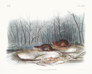 John Woodhouse Audubon - Arvicola richardsonii, Richardson's Meadow Mouse
