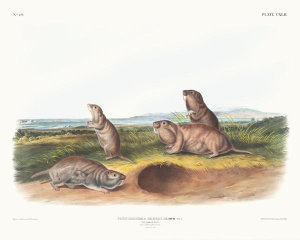 John Woodhouse Audubon - Pseudostoma Borealis, The Camas Rat