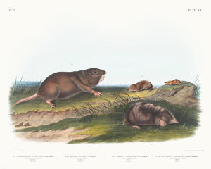 John Woodhouse Audubon - 1. Pseudostoma Floridana, Southern Pouched Rat. Old male. Natural size; 2. Sorex Dekayi, Dekay's Shrew. Young male. Natural size; 3. Sorex longirostri